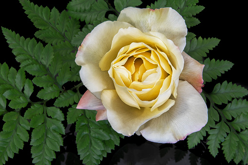 White yellow rose and green fern on black background