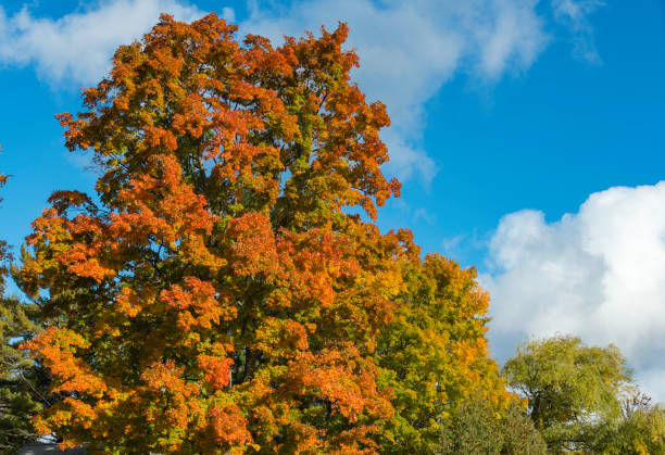 istock Changing Autumn Colors in Michigan 1095617524