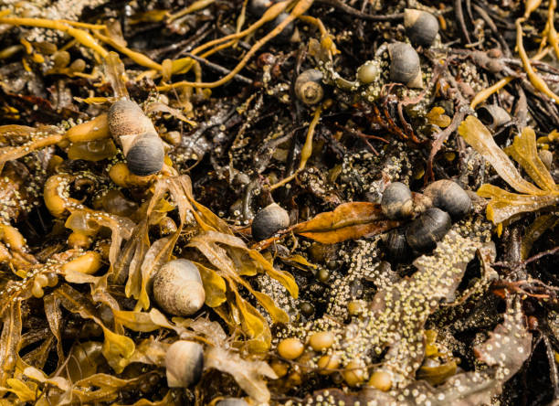 istock Sea Kelp and shells on the coast in Blue Rocks, Nova Scotia, Canada 1095618310