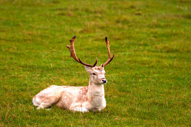 istock The deer is resting after the fight 1095618556