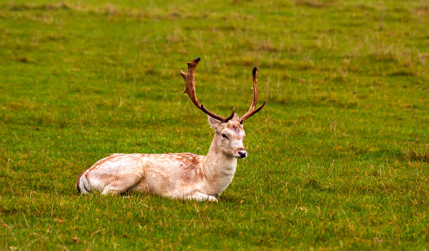 istock The deer is resting after the fight 1095618642