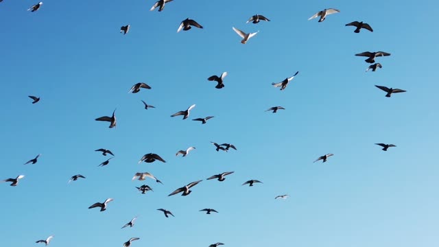 Pigeons flying in a pack on Hudson River Facing New York City
