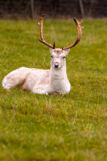 istock The deer is resting after the fight 1095618768