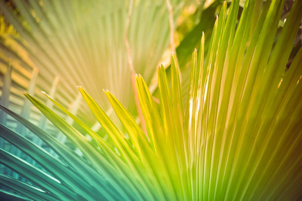 istock Palm leaf background / palm tree with big leaves green with filter summer tropical plant 1095621008