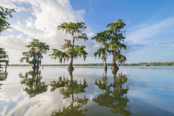 istock Swamptour Louisiana 1095621284