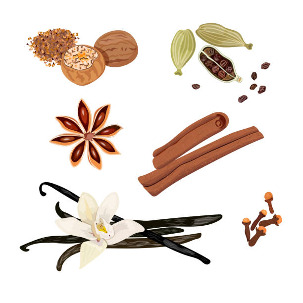ilustrações de stock, clip art, desenhos animados e ícones de set vector icons spices. cardamom, star anise, nutmeg, vanilla flower and sticks, cloves, cinnamon. vector illustration. - baunilha condimento