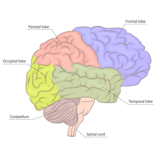 Human brain organ parts anatomy diagram. colorful design. side view. vector Human brain parts, organ anatomy diagram. lateral view. Colorful design. Brain psychology side view. Neurology education. Medically accurate illustration. Vector cerebrum stock illustrations