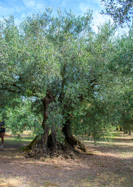 istock Single old olive tree heavy with ripe fruit. Location: Italy, Umbria 1095634962