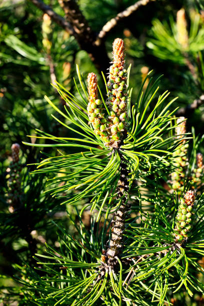 istock Mountain pine close up. Beautiful natural background 1095638302