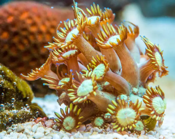 Beautiful sea Corals