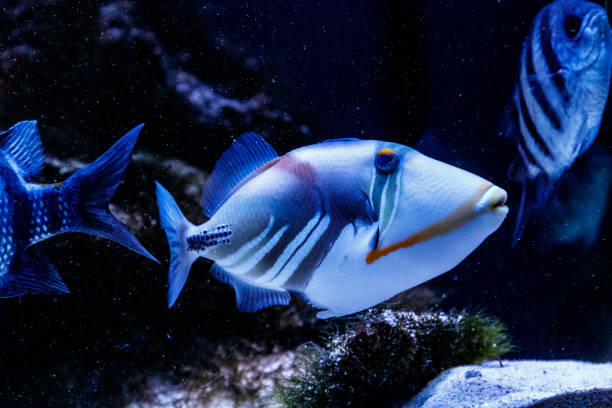 Fish Painted Triggerfish Rhinecanthus aculeatus