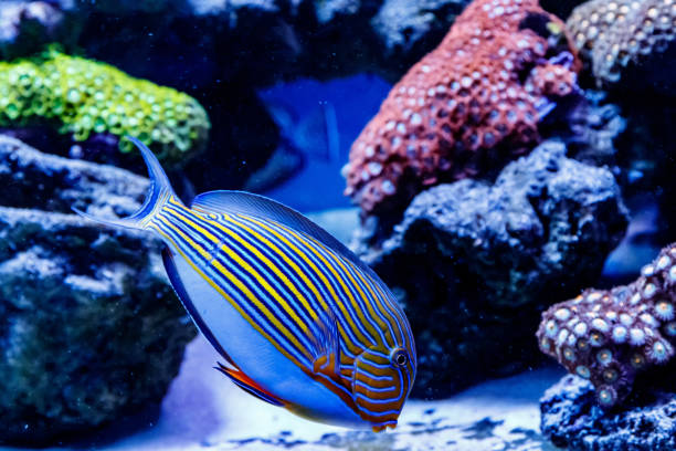 istock Fish Striped Surgeon Acanthurus lineatus 1095644474