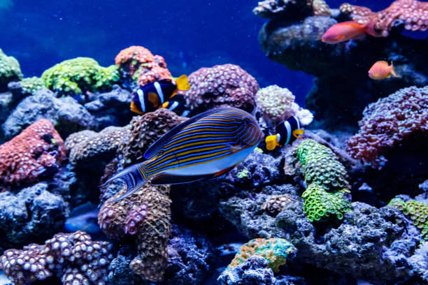 istock Fish Striped Surgeon Acanthurus lineatus 1095644516