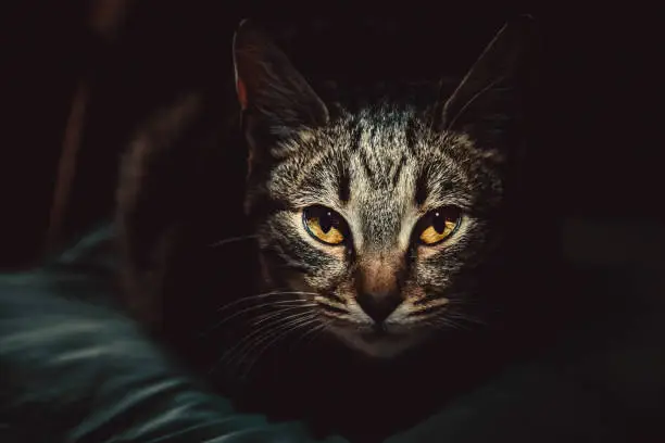 Photo of Portrait of Cat with Yellow Eyes