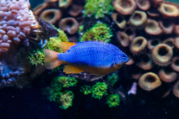 istock Fish Antias lyretail Pseudanthias squamipinnis 1095644854