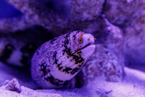 pêcher de moray neige, flocon de neige moray (echidna nebulosa) - snowflake moray eel photos et images de collection