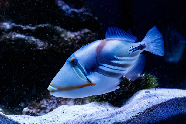 istock Fish Painted Triggerfish Rhinecanthus aculeatus 1095645042