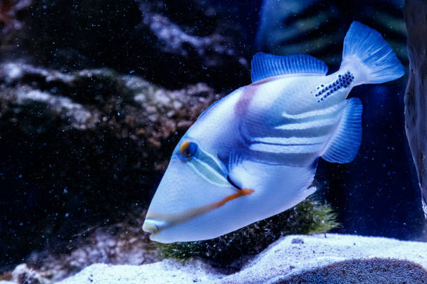 istock Fish Painted Triggerfish Rhinecanthus aculeatus 1095645108