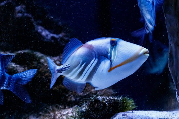 istock Fish Painted Triggerfish Rhinecanthus aculeatus 1095646446