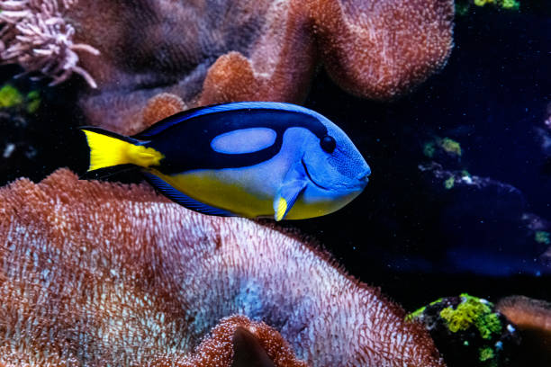 Fish Royal Blue Surgeon - Paracanthurus hepatus Fish Royal Blue Surgeon - Paracanthurus hepatus
close up acanthuridae photos stock pictures, royalty-free photos & images