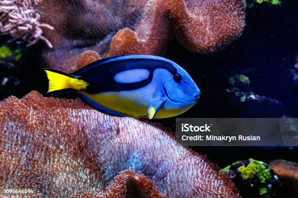 Fish Royal Blue Surgeon Paracanthurus Hepatus Stock Photo - Download Image Now - Acanthuridae, Blue, Majestic