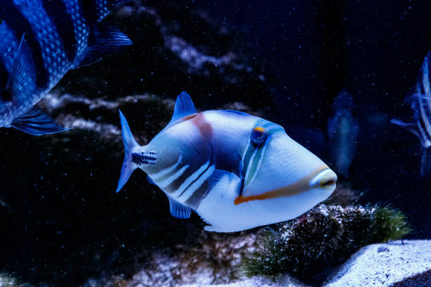 istock Fish Painted Triggerfish Rhinecanthus aculeatus 1095646736