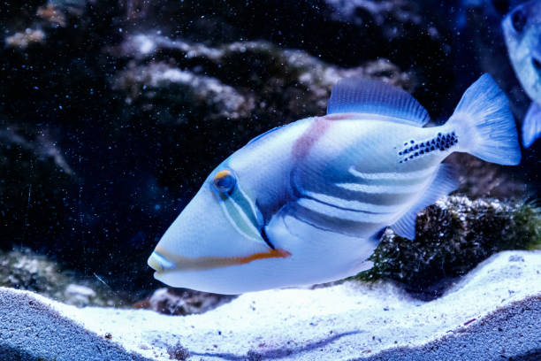 istock Fish Painted Triggerfish Rhinecanthus aculeatus 1095646760