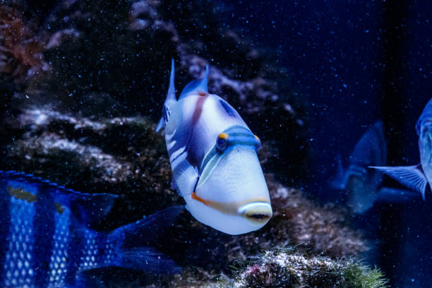 istock Fish Painted Triggerfish Rhinecanthus aculeatus 1095646780