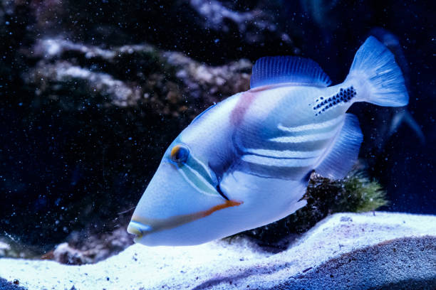 istock Fish Painted Triggerfish Rhinecanthus aculeatus 1095646888