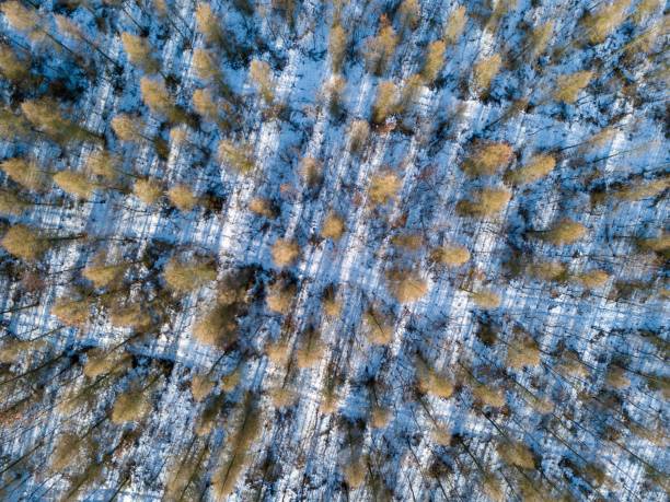 istock Forest in winter, birds eye view. Top down. 1095646934