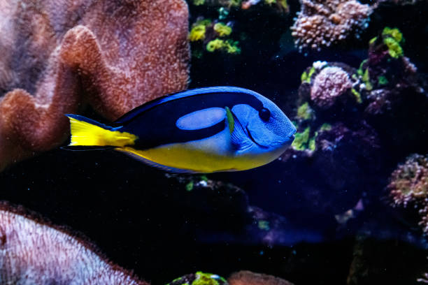 istock Fish Royal Blue Surgeon - Paracanthurus hepatus 1095647426