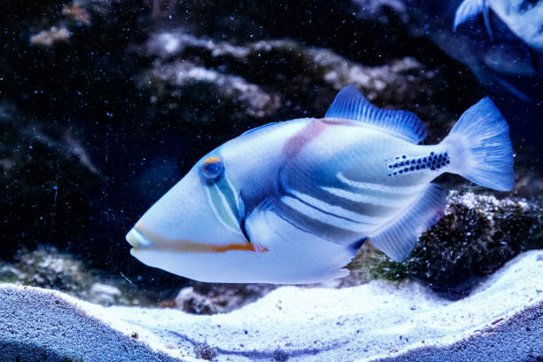 istock Fish Painted Triggerfish Rhinecanthus aculeatus 1095647670