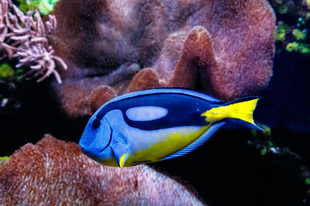 istock Fish Royal Blue Surgeon - Paracanthurus hepatus 1095647836