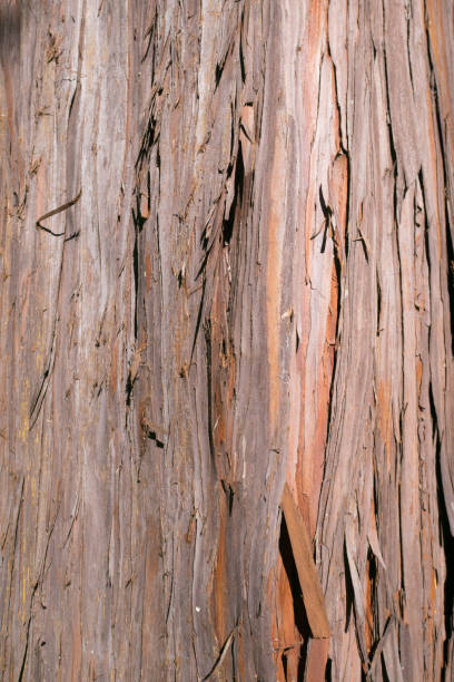 Bark - cypress Detail of cypress barks chamaecyparis stock pictures, royalty-free photos & images
