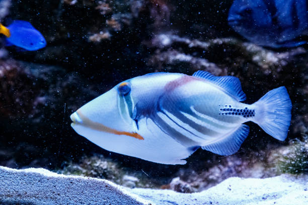 istock Fish Painted Triggerfish Rhinecanthus aculeatus 1095648252