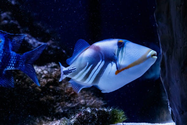 istock Fish Painted Triggerfish Rhinecanthus aculeatus 1095648344