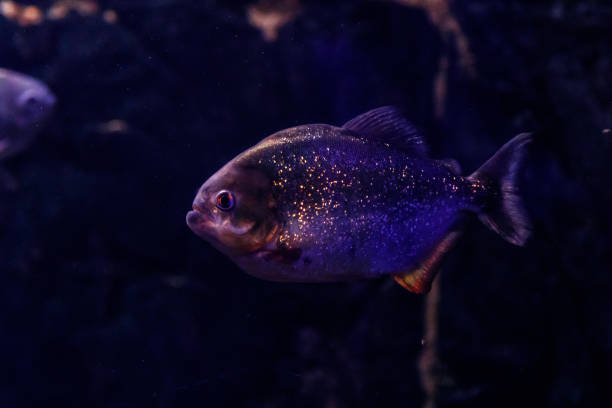 istock Fish Common Piranha Pygocentrus nattereri 1095648470