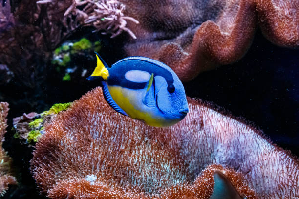 istock Fish Royal Blue Surgeon - Paracanthurus hepatus 1095648570