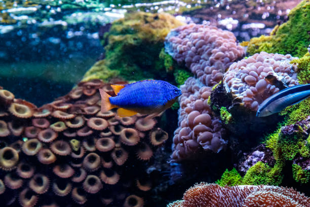 istock Fish Antias lyretail Pseudanthias squamipinnis 1095648678