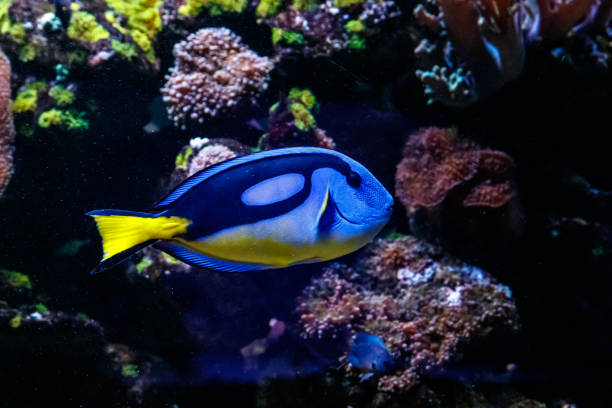 istock Fish Royal Blue Surgeon - Paracanthurus hepatus 1095648856
