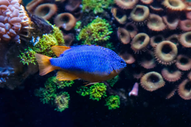 istock Fish Antias lyretail Pseudanthias squamipinnis 1095648882