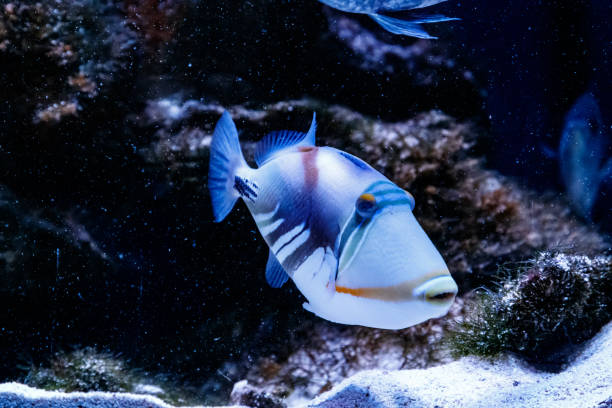 istock Fish Painted Triggerfish Rhinecanthus aculeatus 1095648908