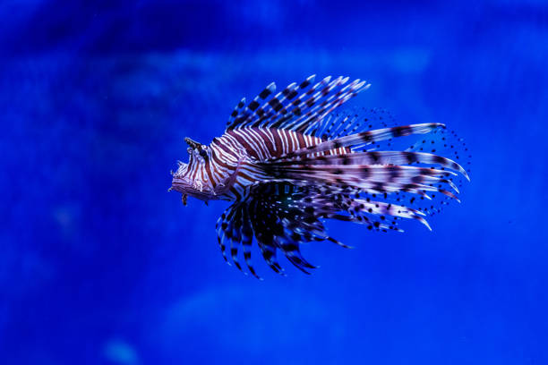 istock Fish Lionfish - Zebra, Pterois volitans 1095651528