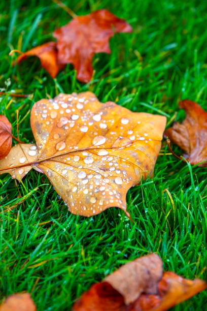 herbst blatt auf rasen in regnerischen tag - grass maple tree nature dew stock-fotos und bilder