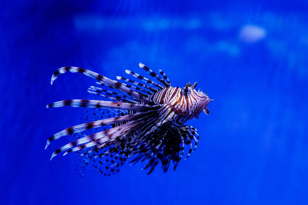 istock Fish Lionfish - Zebra, Pterois volitans 1095651576