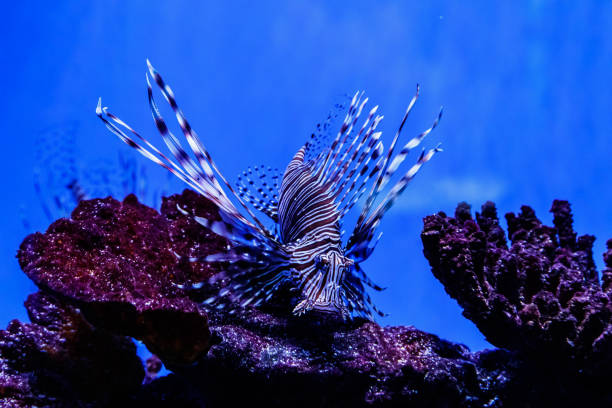 istock Fish Lionfish - Zebra, Pterois volitans 1095651592