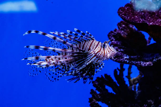 istock Fish Lionfish - Zebra, Pterois volitans 1095651642
