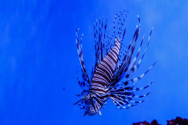 istock Fish Lionfish - Zebra, Pterois volitans 1095651696