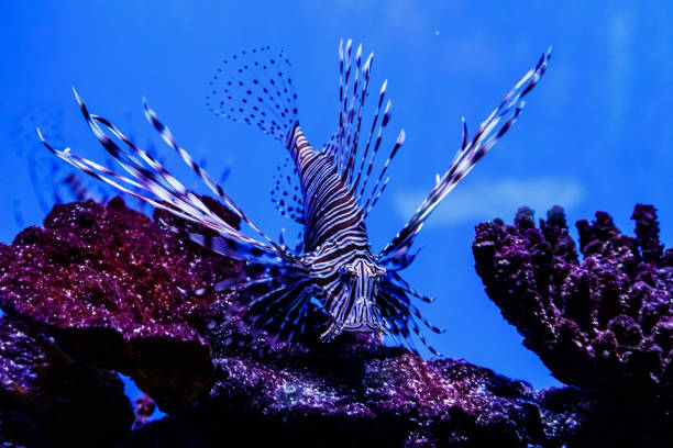 istock Fish Lionfish - Zebra, Pterois volitans 1095651752