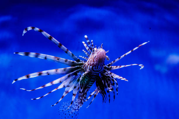 istock Fish Lionfish - Zebra, Pterois volitans 1095651826